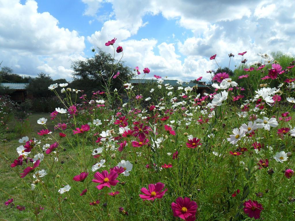 Mandala San Marcos Sierras
